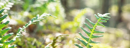 Bright green young fern leaves close-up. Early spring in a mossy evergreen forest. Natural pattern. Warm sunlightの写真素材