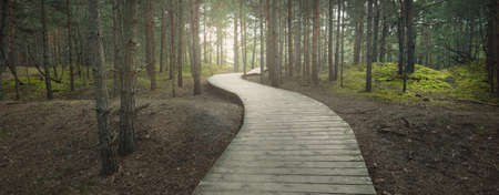 A wooden footpath through the old pine trees. Moss on the ground. Sun rays and morning fog through the tree trunks. Dark forest scene. Latviaの写真素材