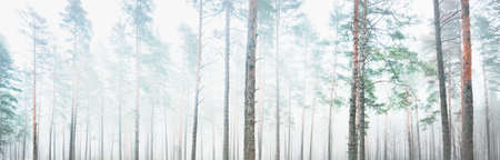 Picturesque panoramic scenery of the majestic forest in a thick white fog. Atmospheric landscape....