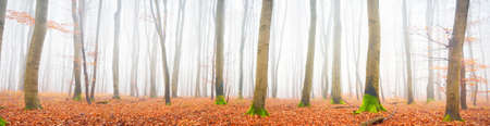 Mysterious majestic golden beech forest in a thick fog. Mighty trees. Red and orange leaves. Lorraine, France. Atmospheric autumn landscape. Picturesque panoramic view. Ecotourism, environment, natureの写真素材