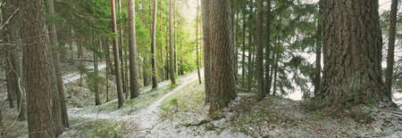 Pathway through the hills of majestic northern evergreen forest. Golden leaves, mighty pine and...