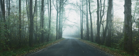 An empty country road with a sharp turn through the deciduous trees in a morning fog. Dark forest...