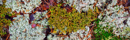 Colorful forest floor of lichen, moss, grass and other plants, textures, close-up, natural pattern....