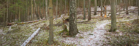 Pathway through the hills of majestic northern evergreen forest. Golden leaves, mighty pine and...