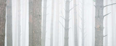 Mighty trees in a morning fog. Majestic evergreen forest. Atmospheric landscape. Eco tourism,...