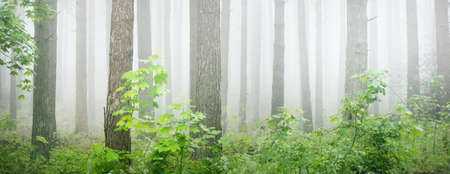Ancient pine trees in a mysterious white morning fog at sunrise. Idyllic autumn landscape. Swampy...
