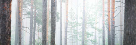 Mighty trees in a morning fog. Majestic evergreen forest. Atmospheric landscape. Eco tourism, environment, loneliness, darkness, northern woodlandの写真素材
