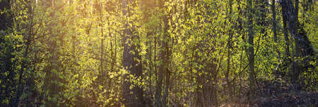 Old mossy trees and young bushes at sunset, close-up. Fresh green leaves. Sun rays through the tree trunks. Spring forest in Germany. Idyllic rural scene. Tourism, environmental conservation, seasonsの写真素材
