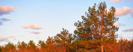Growing trees and plants at sunset. Golden sunlight. Idyllic landscape. Latvia. Panoramic image
