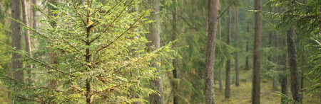 Panoramic view from the hills of dark majestic evergreen forest. Mighty trees, tree logs, green...