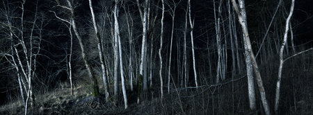 Epic starry sky above the birch tree forest in autumn. Illuminated white silhouettes in the dark....