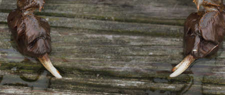 Eriocheir sinensis crab on the wooden pier in a fishing harbor, close-up. Traditional craft,...