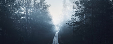 A wooden pathway trough the coniferous forest in a thick mysterious fog at sunrise. Cenas tirelis,...