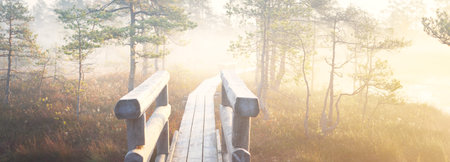 Wooden pathway through the evergreen forest in a thick mysterious fog at sunrise. Latvia. Soft sunlight. Idyllic autumn landscape. Natural tunnel, fairy, dreamy scene. Nordic walking, ecotourism themeの写真素材