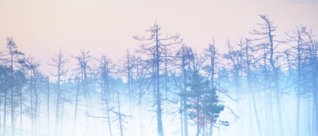 Evergreen forest (bog) in a thick mysterious fog at sunrise. Latvia. Soft sunlight. Idyllic autumn...