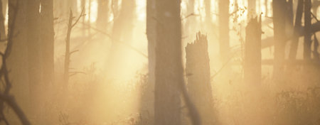 Evergreen forest (bog) in a thick mysterious fog at sunrise. Latvia. Soft sunlight. Idyllic autumn...