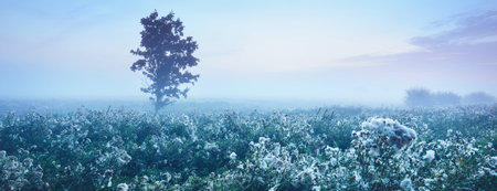 Lonely maple tree and a blooming field in a clouds of morning fog at sunrise, Latvia. Dark silhouette against clear blue sky. Tranquil mysterious landscape. Concept art, graphic minimalismの写真素材