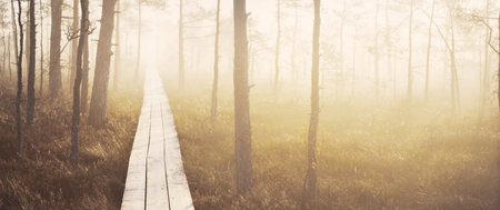 Wooden pathway through the evergreen forest in a thick mysterious fog at sunrise. Latvia. Soft sunlight. Idyllic autumn landscape. Natural tunnel, fairy, dreamy scene. Nordic walking, ecotourism themeの写真素材