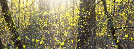 A small growing shrub at sunset, close-up. Fresh green leaves blurred in bokeh. Sun rays through the...