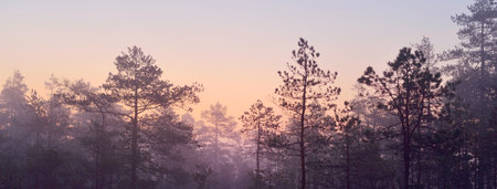 A wooden pathway trough the coniferous forest in a thick mysterious fog at sunrise. Cenas tirelis,...