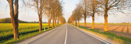 An empty highway through the agricultural countryside fields at sunset. An alley of tall deciduous...