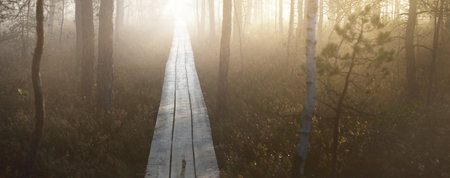 Wooden pathway through the evergreen forest in a thick mysterious fog at sunrise. Latvia. Soft sunlight. Idyllic autumn landscape. Natural tunnel, fairy, dreamy scene. Nordic walking, ecotourism themeの写真素材