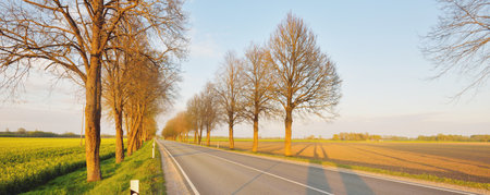 An empty highway through the agricultural countryside fields at sunset. An alley of tall deciduous trees. Latvia. Spring landscape. New asphalt road. Speed, freedom, driving conceptsの写真素材