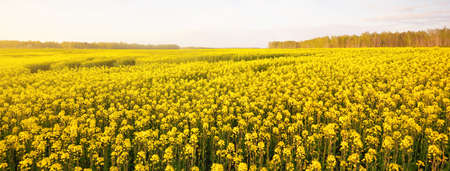 Blooming yellow rapeseed field against clear blue sky, Latvia. Idyllic rural scene. Agricultural,...