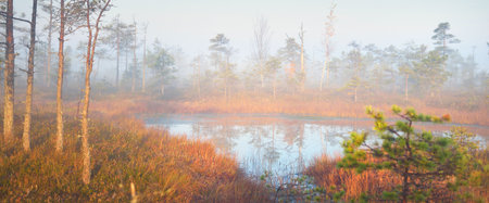 Evergreen forest (bog) in a thick mysterious fog at sunrise. Latvia. Soft sunlight. Idyllic autumn...