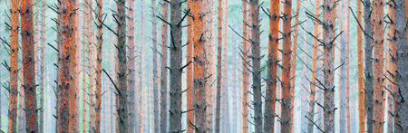 The wall of ancient pine trees in the twilight evergreen forest. Latvia. Atmospheric landscape. Eco...