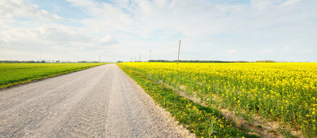 Empty country road through the blooming yellow rapeseed field against cloudy blue sky, Latvia. Idyllic rural scene. Agricultural, fuel and food industry, alternative energy, environmental conservationの写真素材