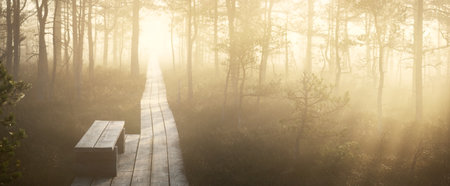 Wooden pathway through the evergreen forest in a thick mysterious fog at sunrise, bench close-up. Latvia. Soft sunlight. Idyllic autumn landscape. Natural tunnel, fairy, dreamy sceneの写真素材