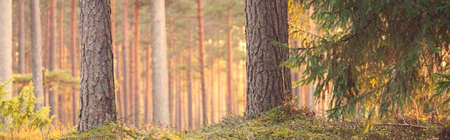 Pathway through the hills of majestic evergreen forest. Mighty pine, spruce trees, moss, plants....