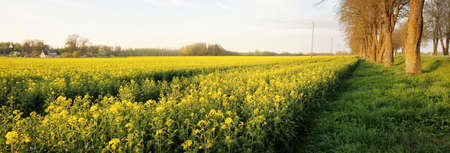 Empty country road through the blooming yellow rapeseed field against cloudy blue sky, Latvia....