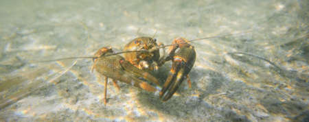Noble crayfish Astacus astacus in a lake (natural habitat), close-up underwater shot. Crayfish plague, European wildlife, carcinology, zoology, environmental protection, science, researchの写真素材