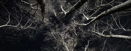 Epic starry sky above the birch tree forest at night. Illuminated white silhouettes in the dark. Gauja national park, Sigulda, Latvia. Mystic landscape. Silence, loneliness, gothic conceptsの写真素材