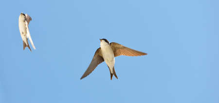 Common house martin (Delichon urbicum) flying from a nest. Clear blue sky. Symbol of hope, peace, joy. Nature, wildlife, birds, bird watching, ornithology, science, graphic resources. Panoramic viewの写真素材