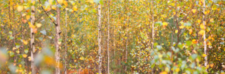 Golden birch forest. Green, orange, yellow, red leaves, close-up. Pure nature, environmental conservation, ecology. Tree trunks, natural autumn leaf texture, pattern, background, macro photographyの写真素材