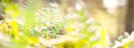 Young green fern leaves close-up. Soft sunlight. Early spring in a mossy evergreen forest. Natural textures. Ecology, ecosystems, environmental conservation, plants. Finland, Europeの写真素材