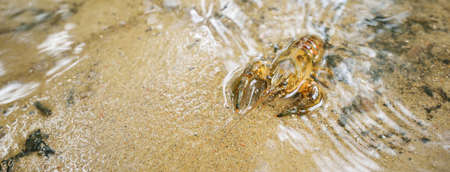 American spiny-cheek high crayfish (Orconectes Limosus) invasive to Europe in forest river, Germany....