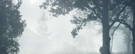 Picturesque scenery of the dark forest in a mysterious fog at sunrise. Sun rays through the old mighty oak, fir, pine, birch trees. Idyllic rural scene. Fall season, concept art, eco tourism, natureの写真素材