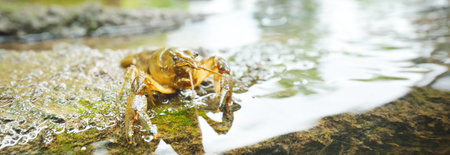 American spiny-cheek high crayfish (Orconectes Limosus) invasive to Europe in forest river, Germany....