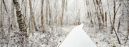 Modern wooden pathway (boardwalk) through evergreen forest after a blizzard. Mighty trees covered with the first snow. Atmospheric landscape. Idyllic rural scene. Winter wonderland. Nature, ecotourismの写真素材