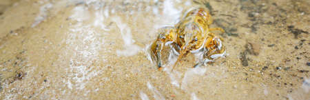 American spiny-cheek high crayfish (Orconectes Limosus) invasive to Europe in forest river, Germany. Nature, wildlife, zoology, biology, carcinology, science, ecosystems, environmental conservationの写真素材