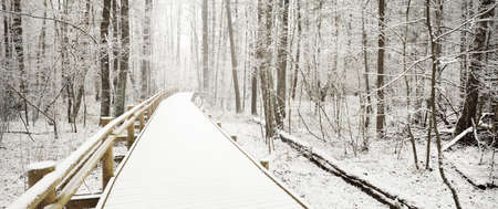 Modern wooden pathway (boardwalk) through evergreen forest after a blizzard. Mighty trees covered with the first snow. Atmospheric landscape. Idyllic rural scene. Winter wonderland. Nature, ecotourismの写真素材