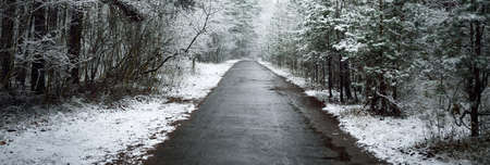 Pathway through the evergreen forest after a blizzard. Mighty trees covered by the first snow....