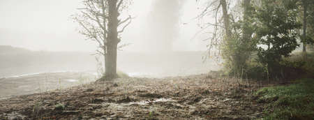Lonely tree without leaves on the shore of drying river in a thick white fog. Soil texture close-up....