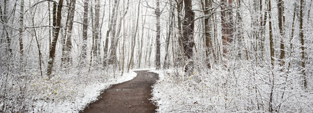 Pathway through the evergreen forest after a blizzard. Mighty trees covered by the first snow. Atmospheric landscape. Idyllic rural scene. Winter wonderland. Pure nature, climate, seasonsの写真素材