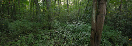 Mysterious deciduous forest on a cloudy summer day. Old mossy tree trunks close-up, tree silhouettes...