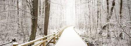 Modern wooden pathway (boardwalk) through evergreen forest after a blizzard. Mighty trees covered with the first snow. Atmospheric landscape. Idyllic rural scene. Winter wonderland. Nature, ecotourismの写真素材